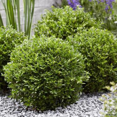 Buxusvervanger Lonicera Nitida Maigrun - bolvorm (20/30cm)