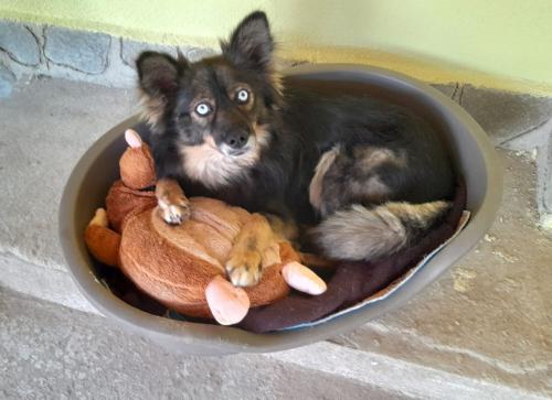 Hond zoekt baasje