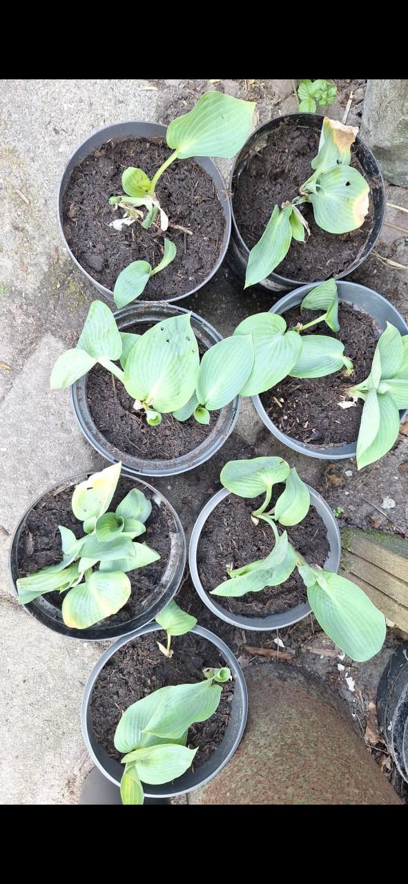 Hosta