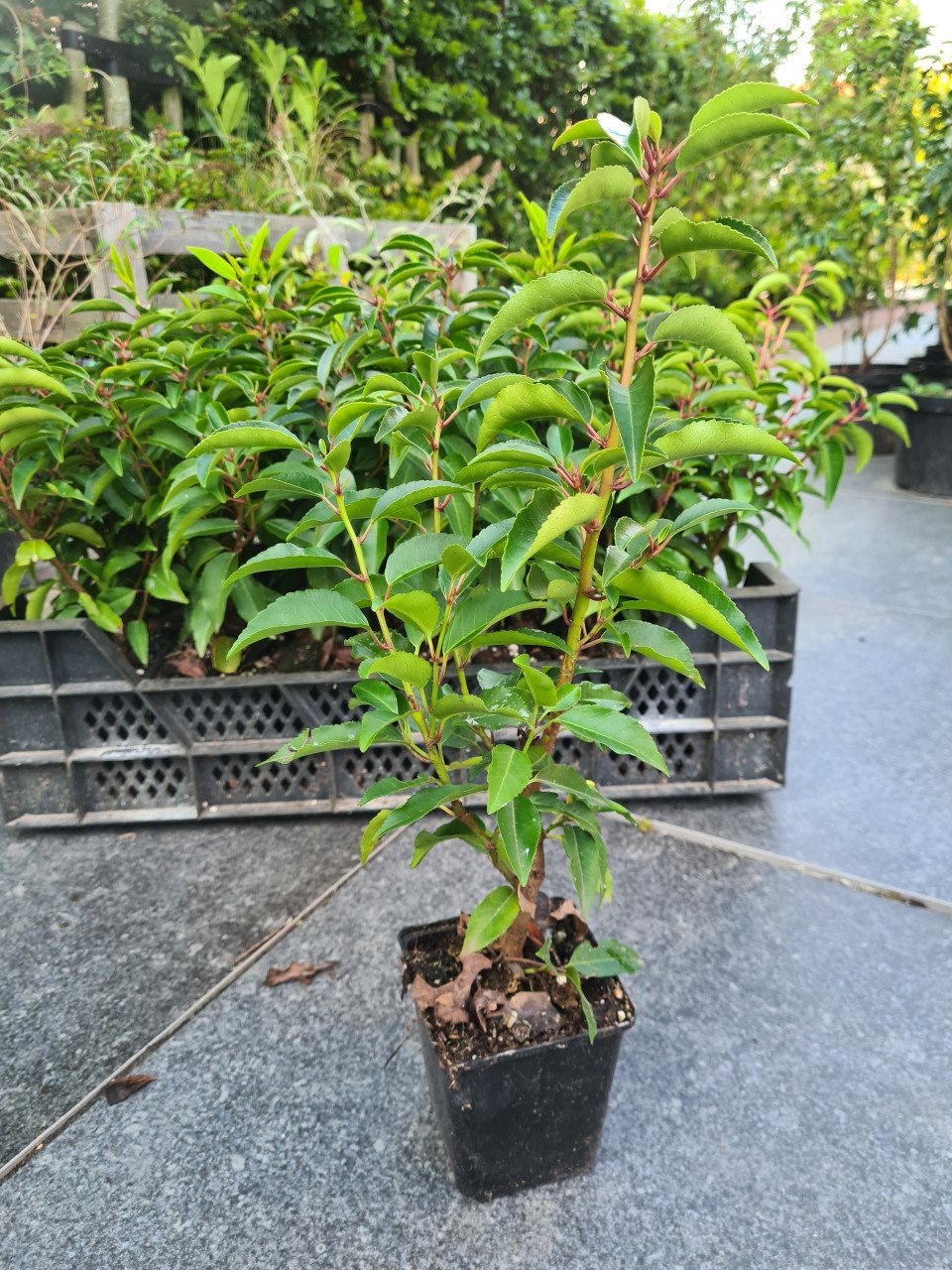 Portugese laurier haagplantjes 30-40 cm