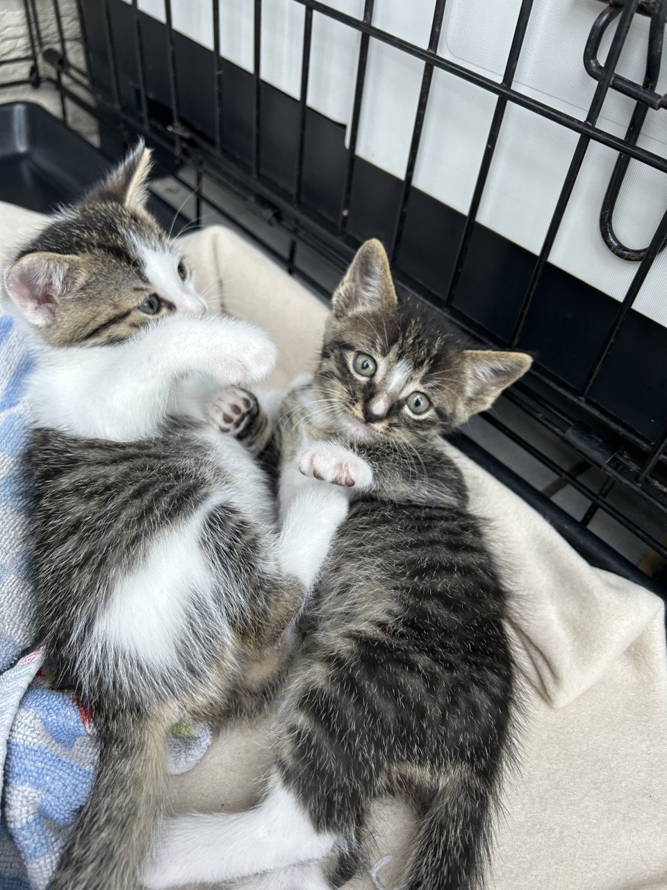 Kittens
