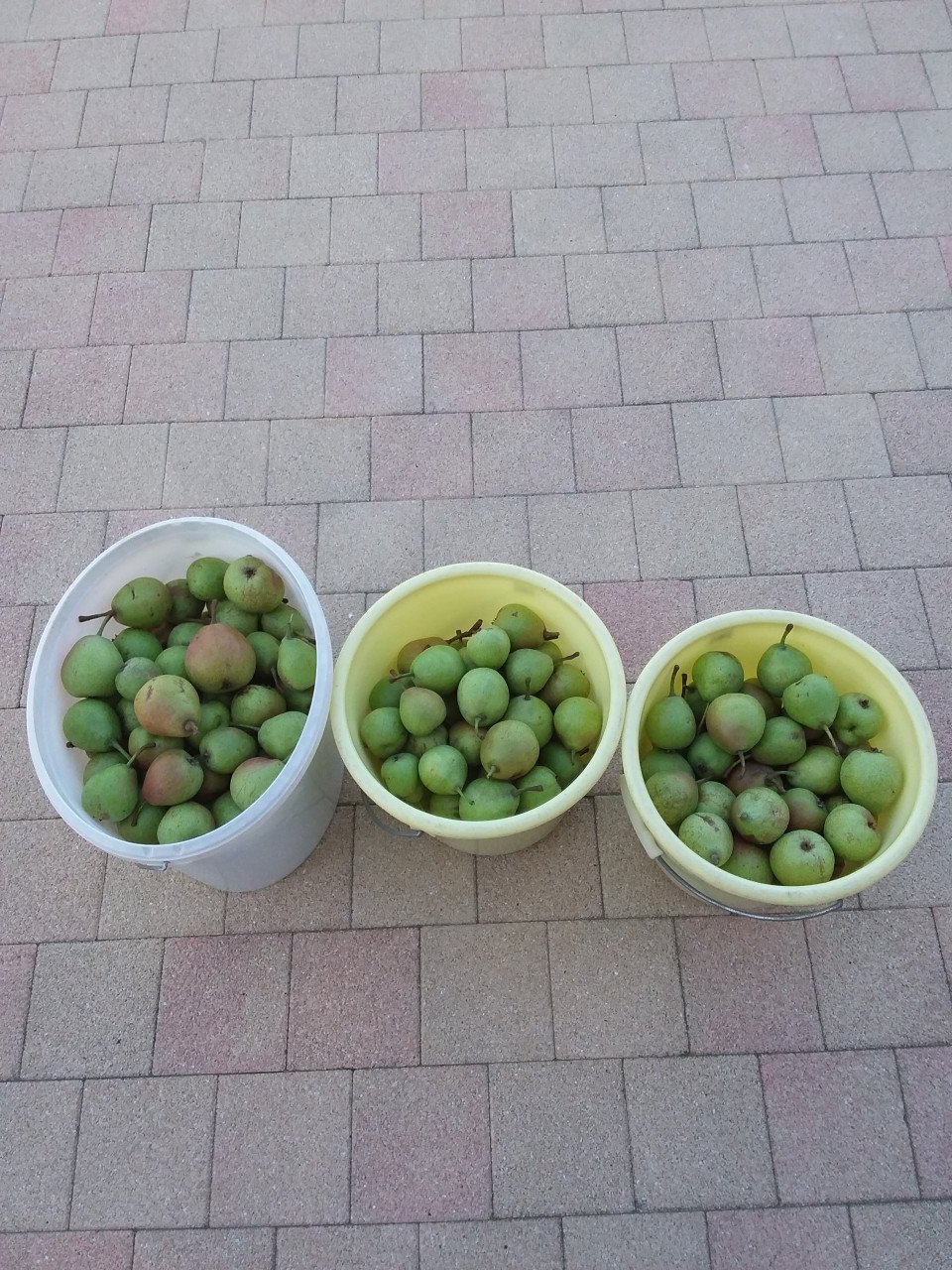 Appels en Stoofperen BIO