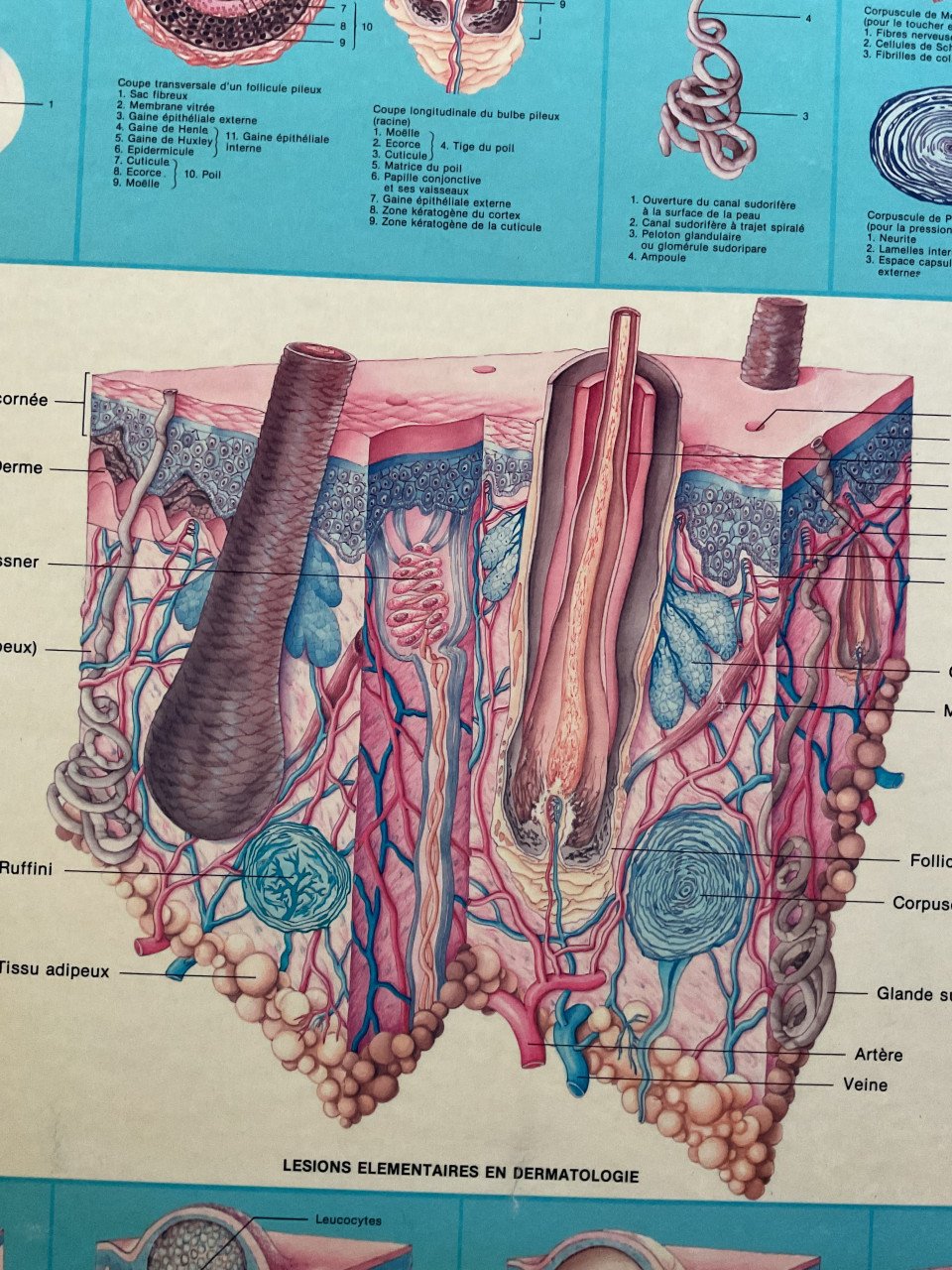 Anatomie kaart ( De huid )