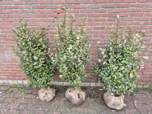 Olijfwilg compacta haagplanten in meerdere maten leverbaar