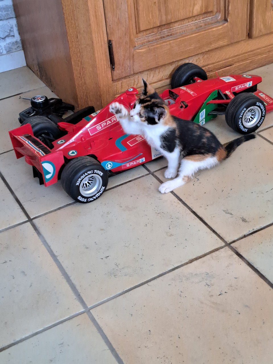 Te koop kittens