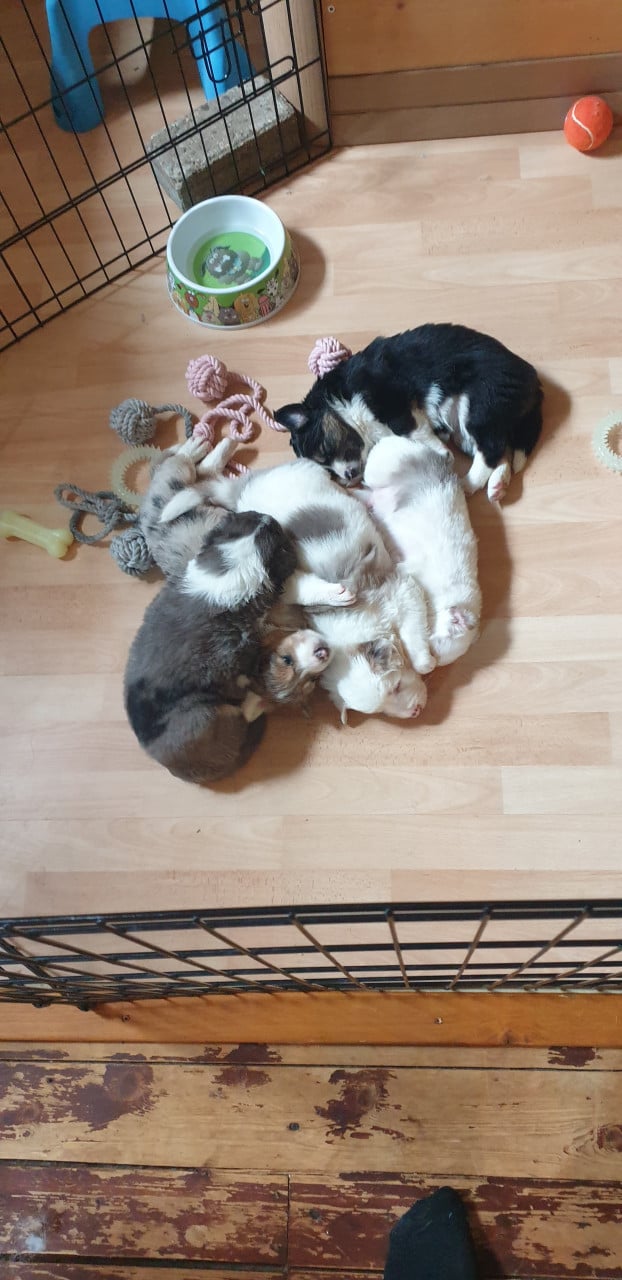 Border Collies