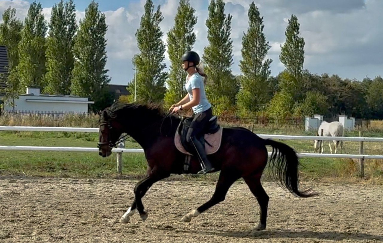 Lieve knappe kwpn'er