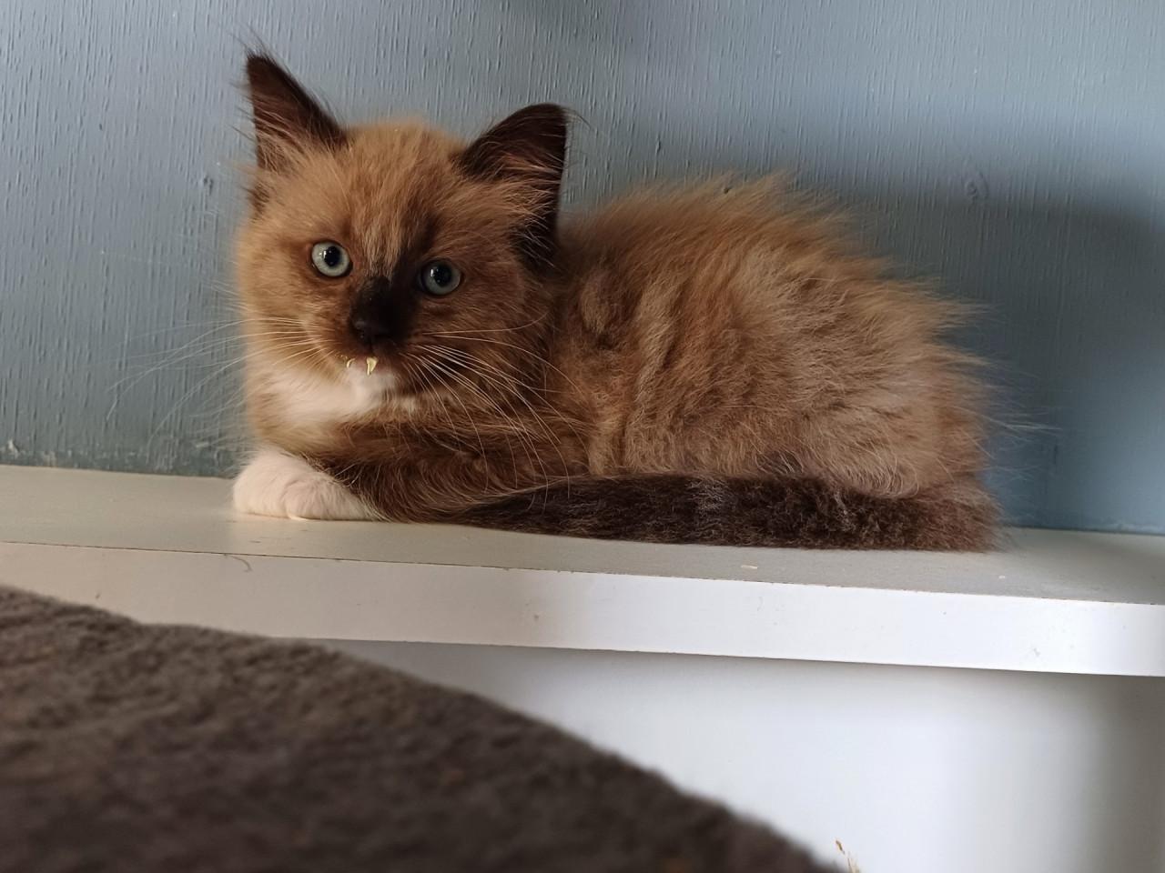Mooie Ragdoll (dek)kater (helemaal getest)