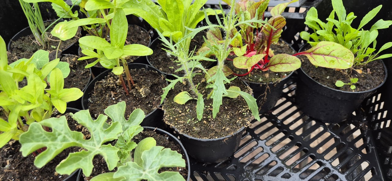 Plantgoed groente, bloemen en fruit.