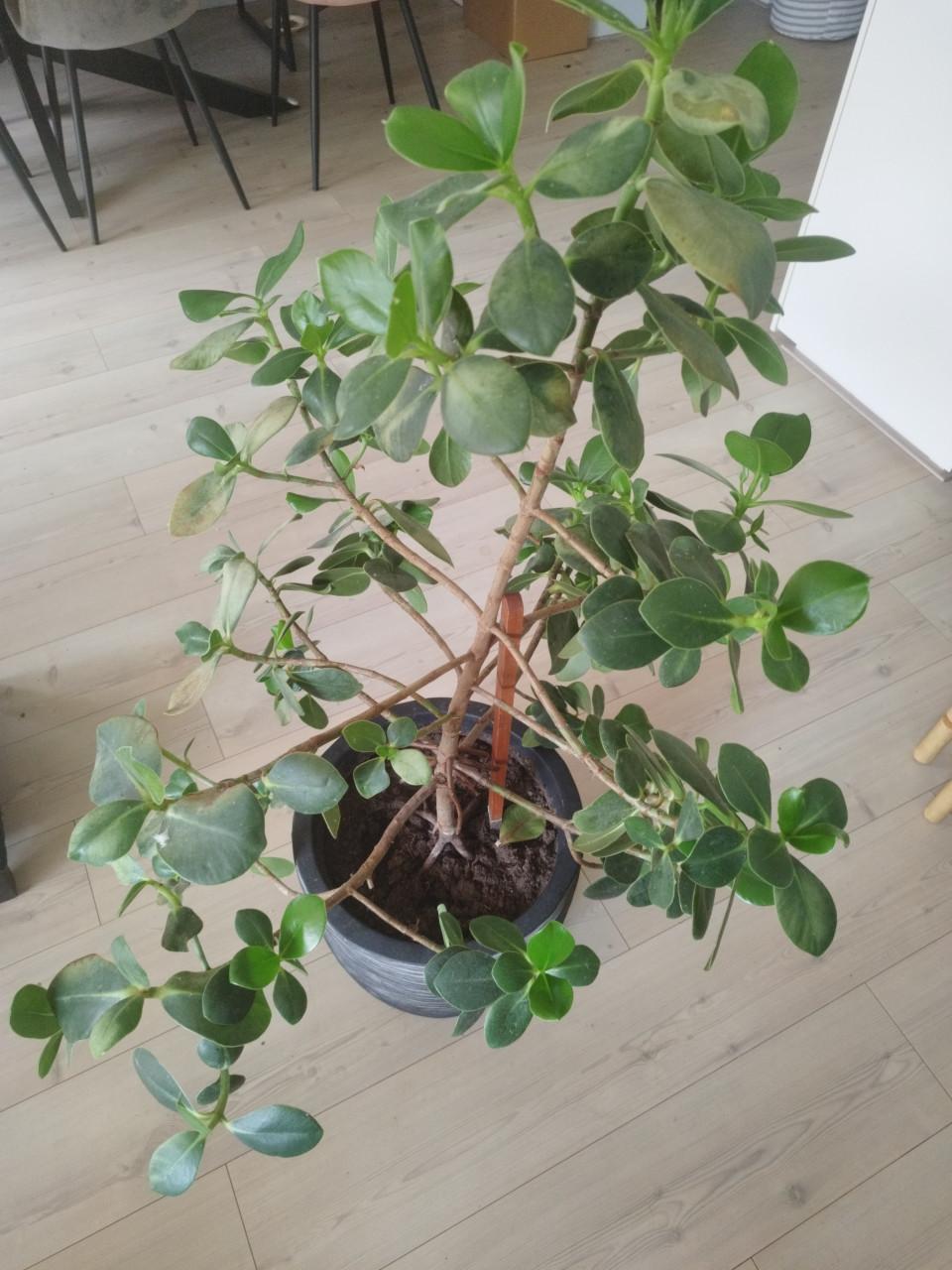 Plant