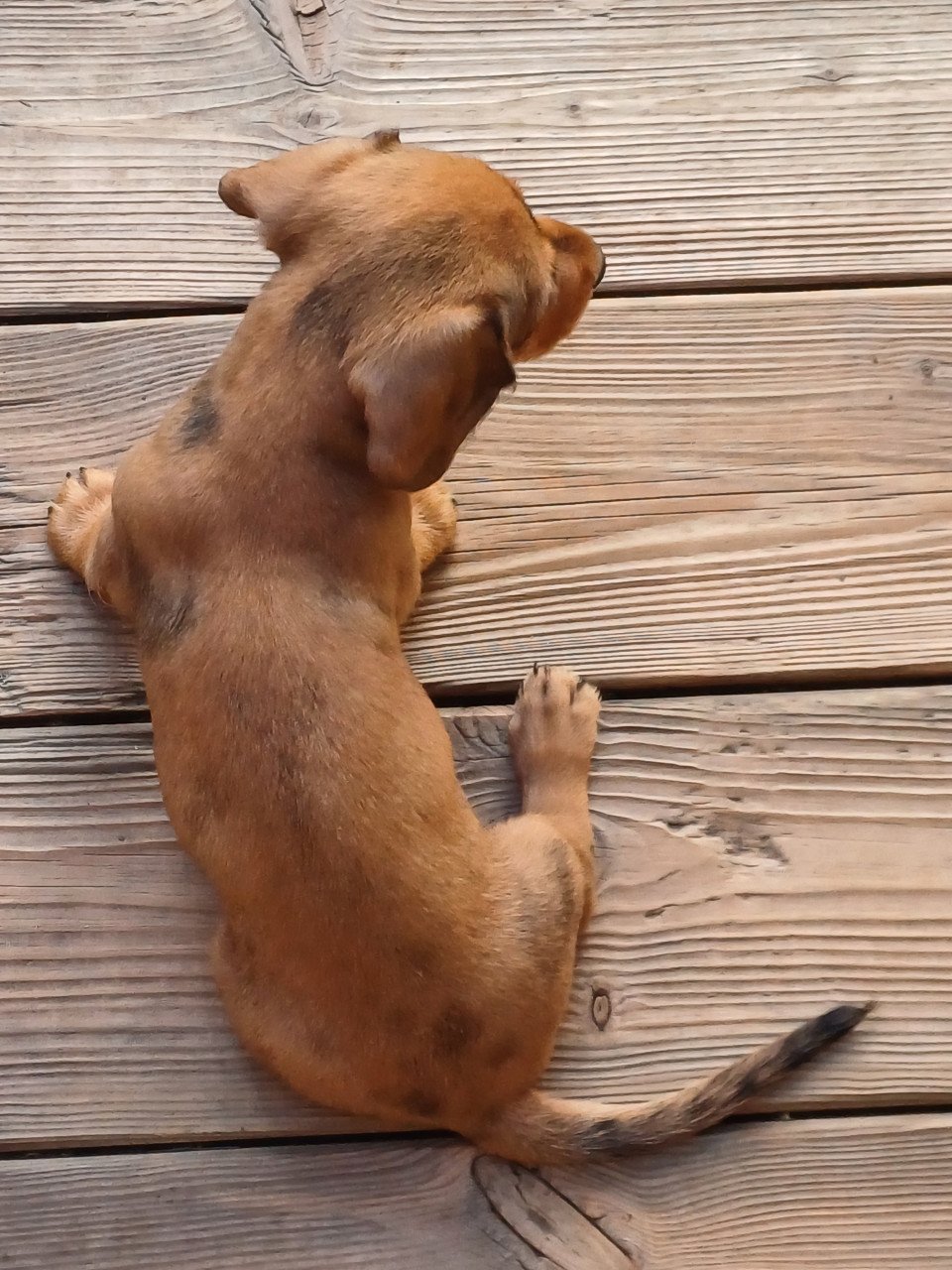 Super vrolijke Dwerg Teckel pups
