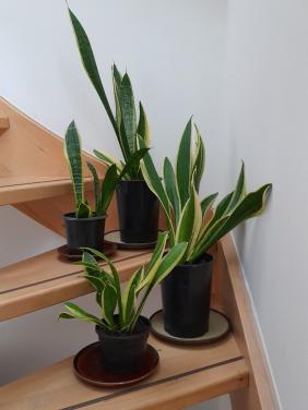 Sanseveria's