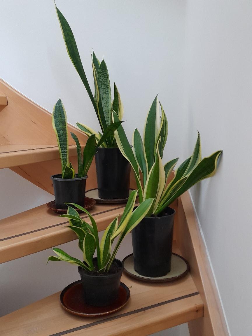 Sanseveria's