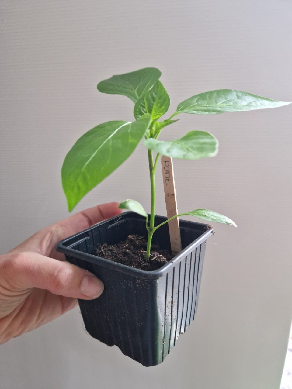 Allerlaatste plantjes - 22x tomaten en 2x paprika