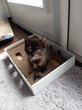 Kitten