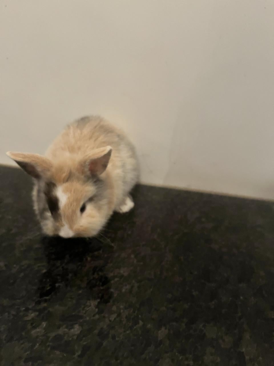 Baby konijnen te koop