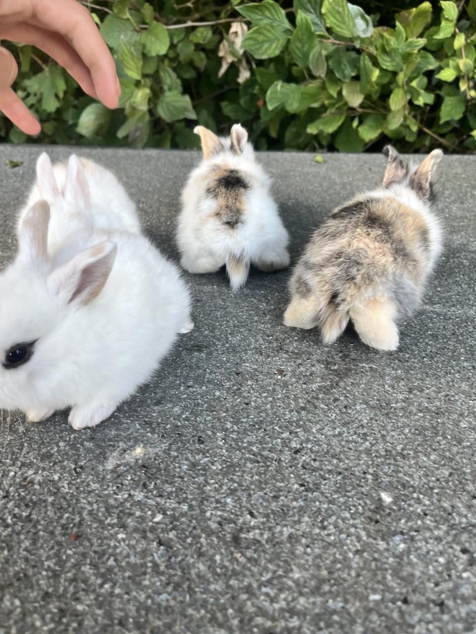 Baby konijntjes