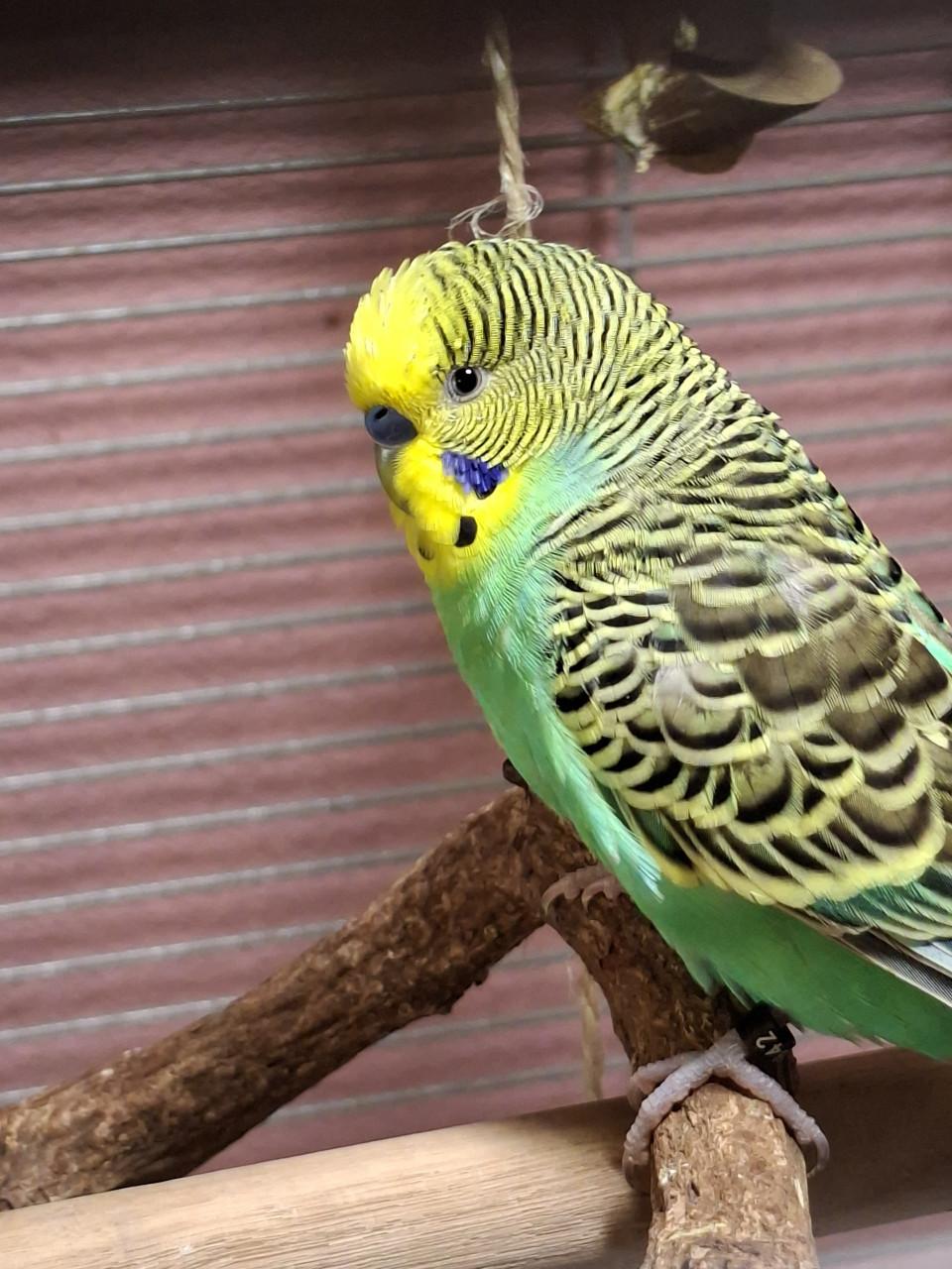 Lieve handtamme grasparkieten