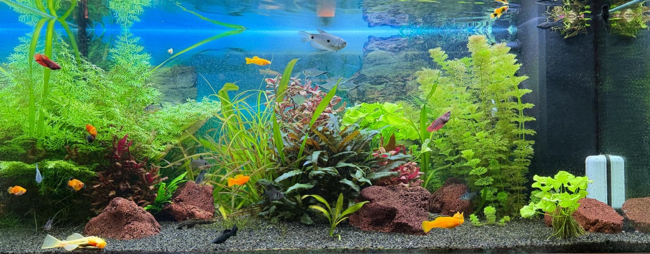 Aquariumvissen en planten