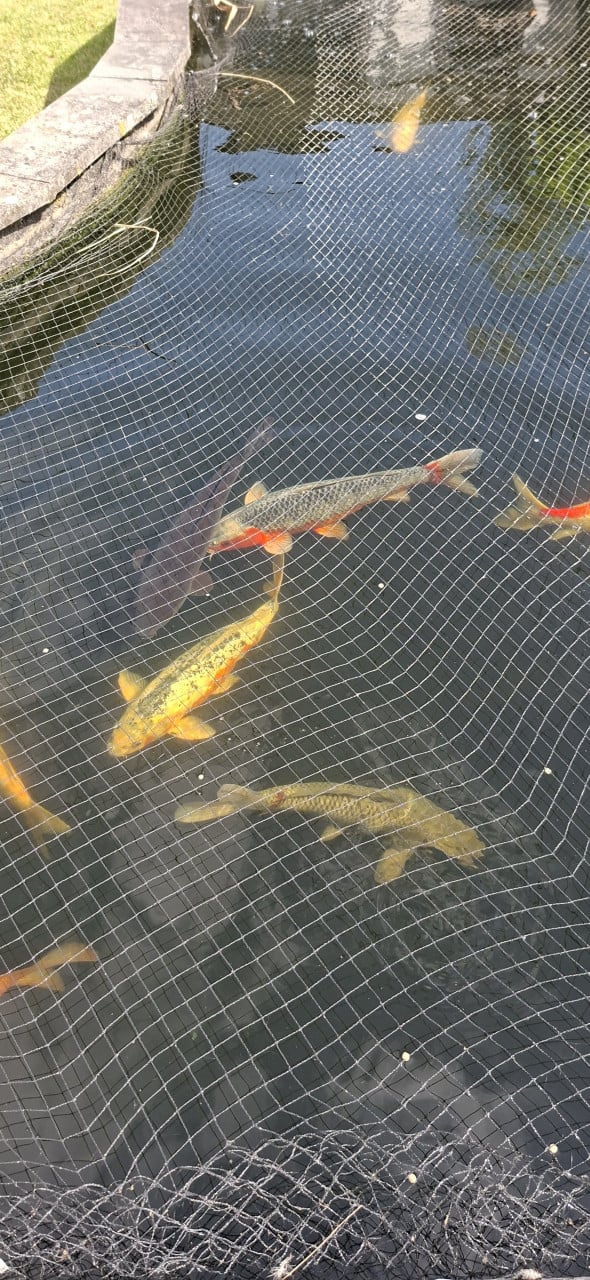 Koi/ karper / vijvervissen