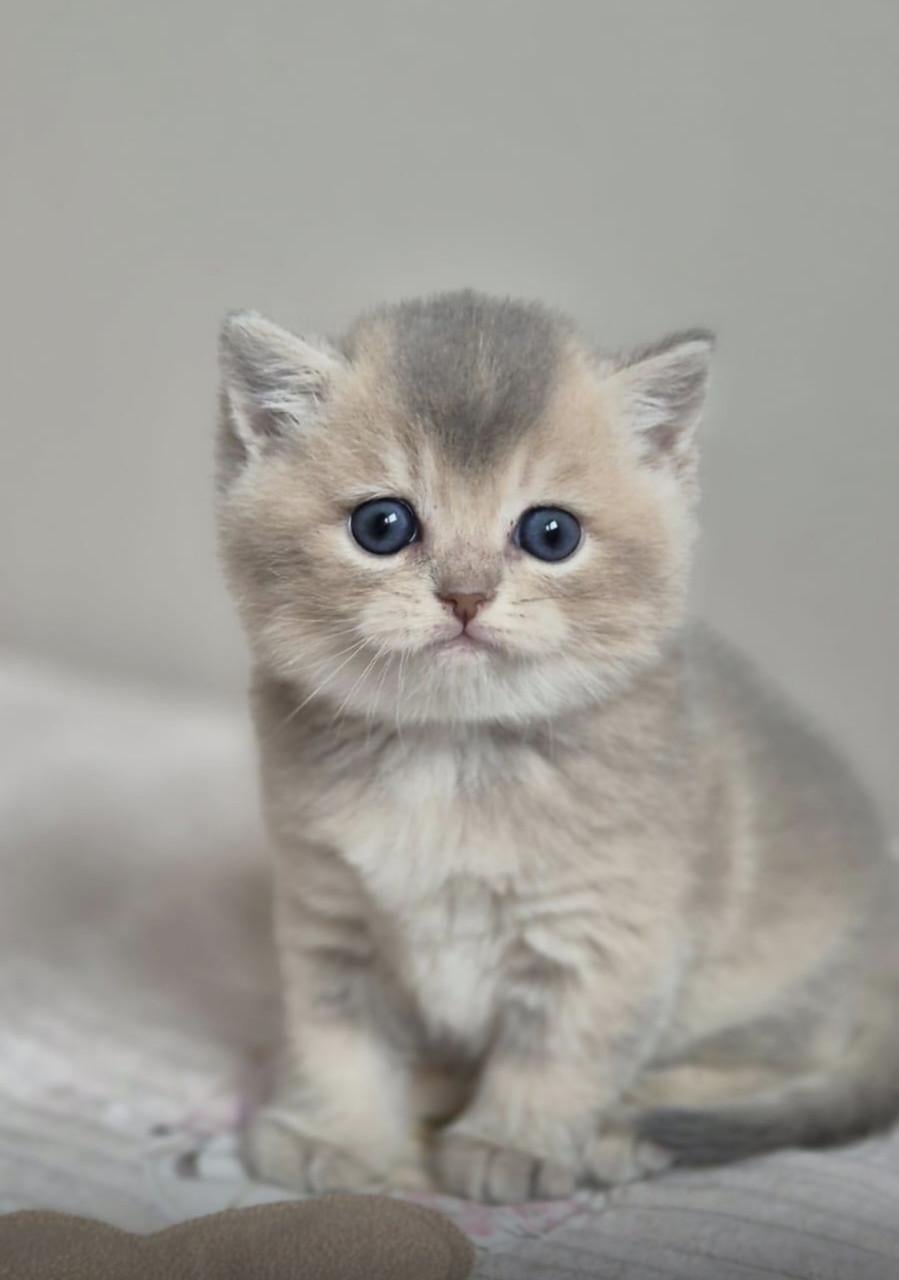 Britse korthaar kittens