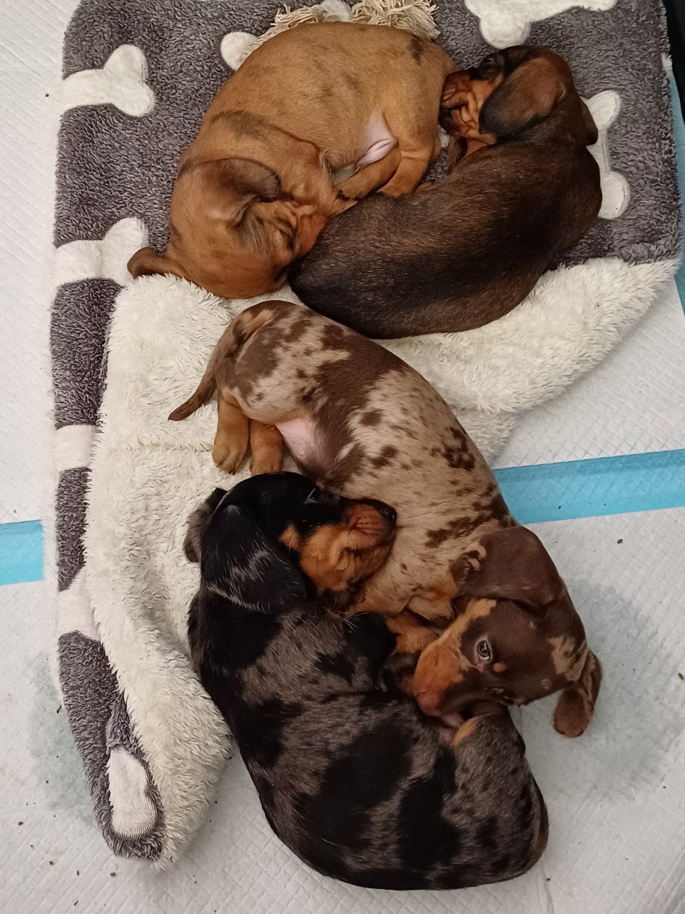 Super vrolijke Dwerg Teckel pups