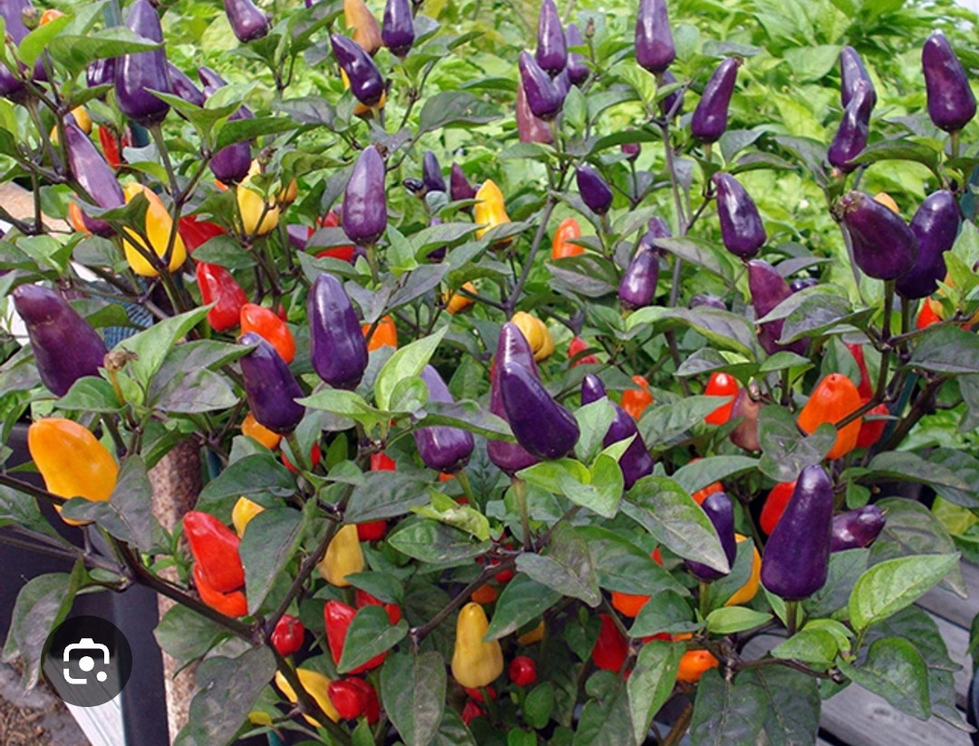 Peper planten