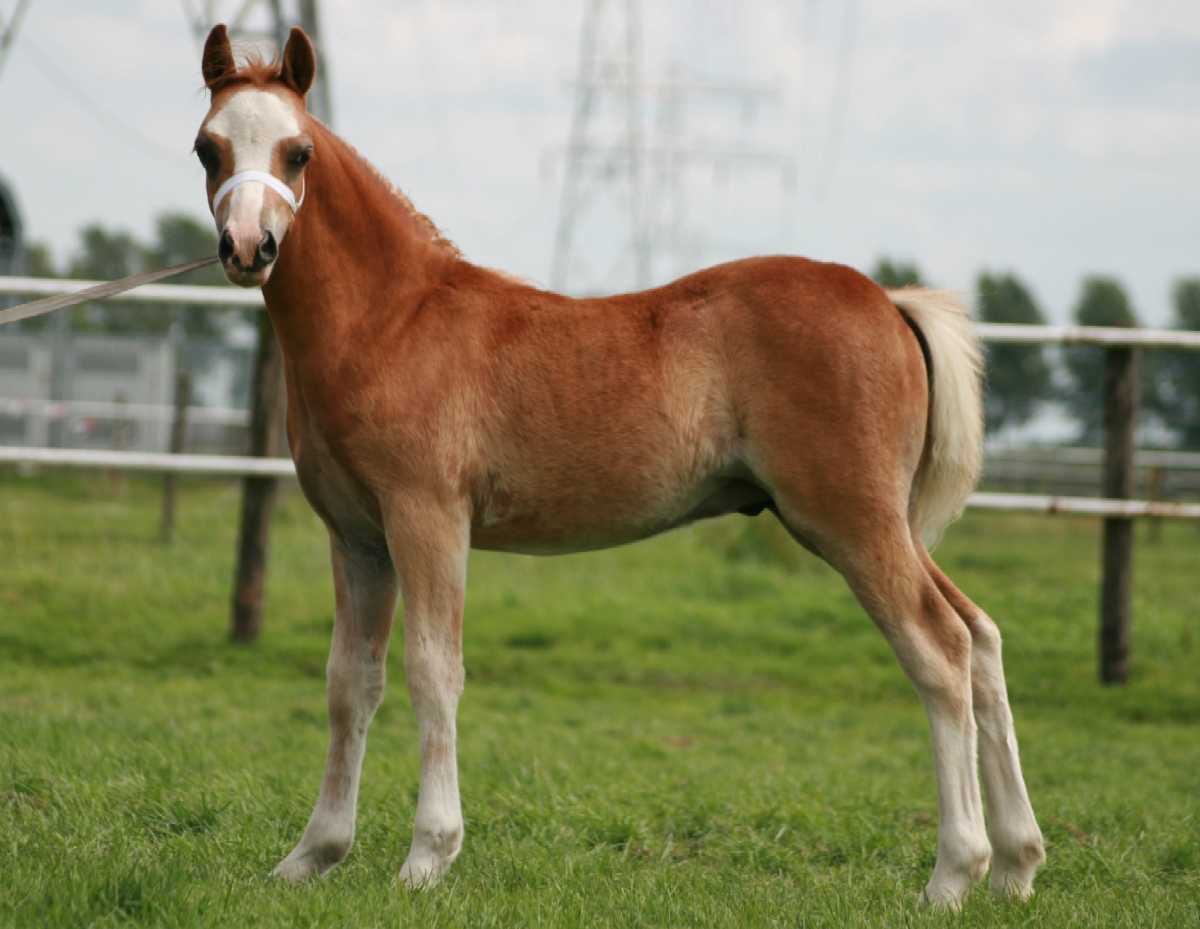 Brave Welsh pony bereden en betuigd