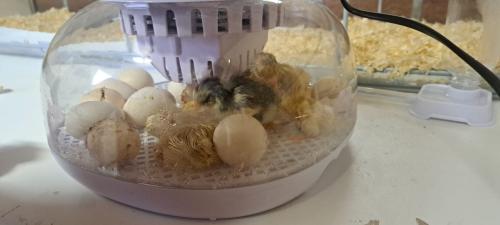 Kuikens / Kippen naar keuze