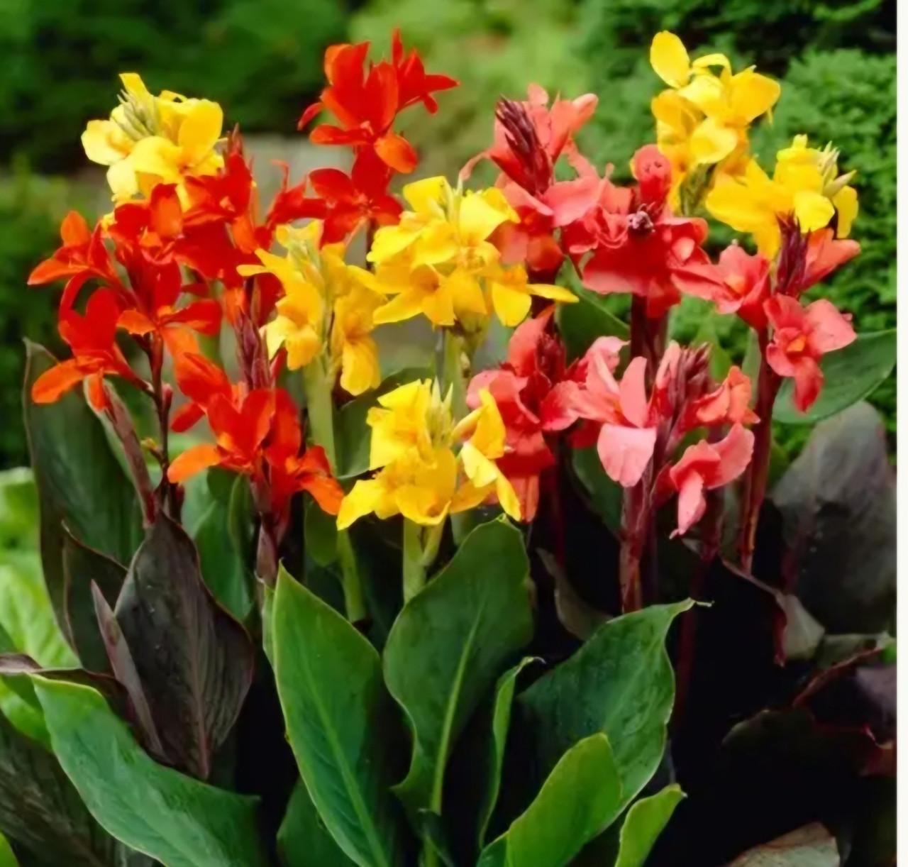 Gele canna/ indisch riet.