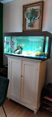 Sluierstaart goudvis 3 stuks gratis