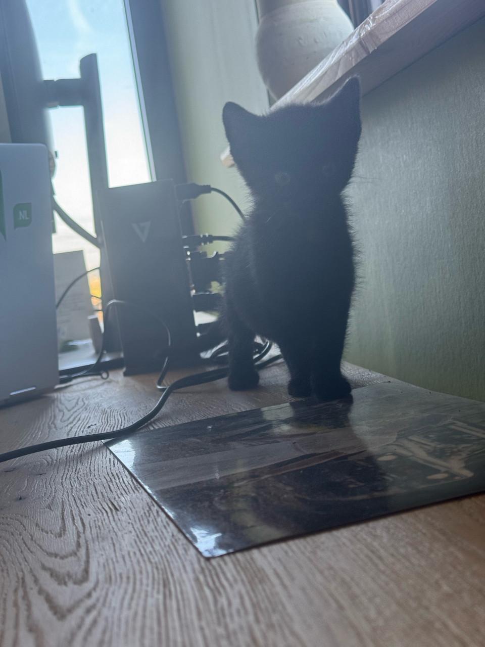 2 sociale kittens