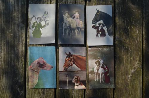 11 Ansichten Dieren vnl. Paarden begin 20e eeuw.