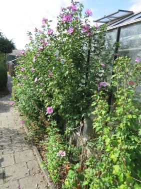 Hibiscus