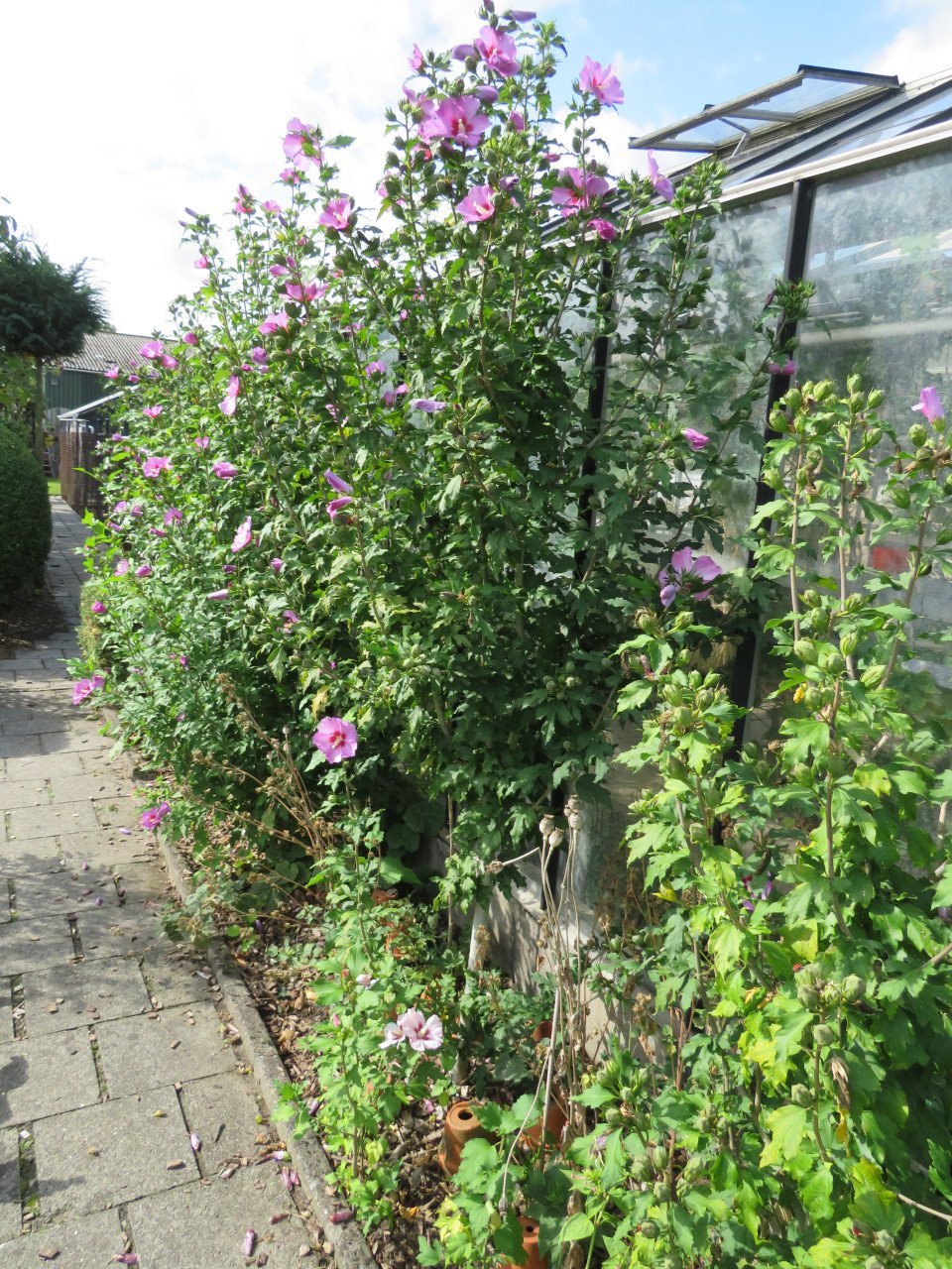 Hibiscus