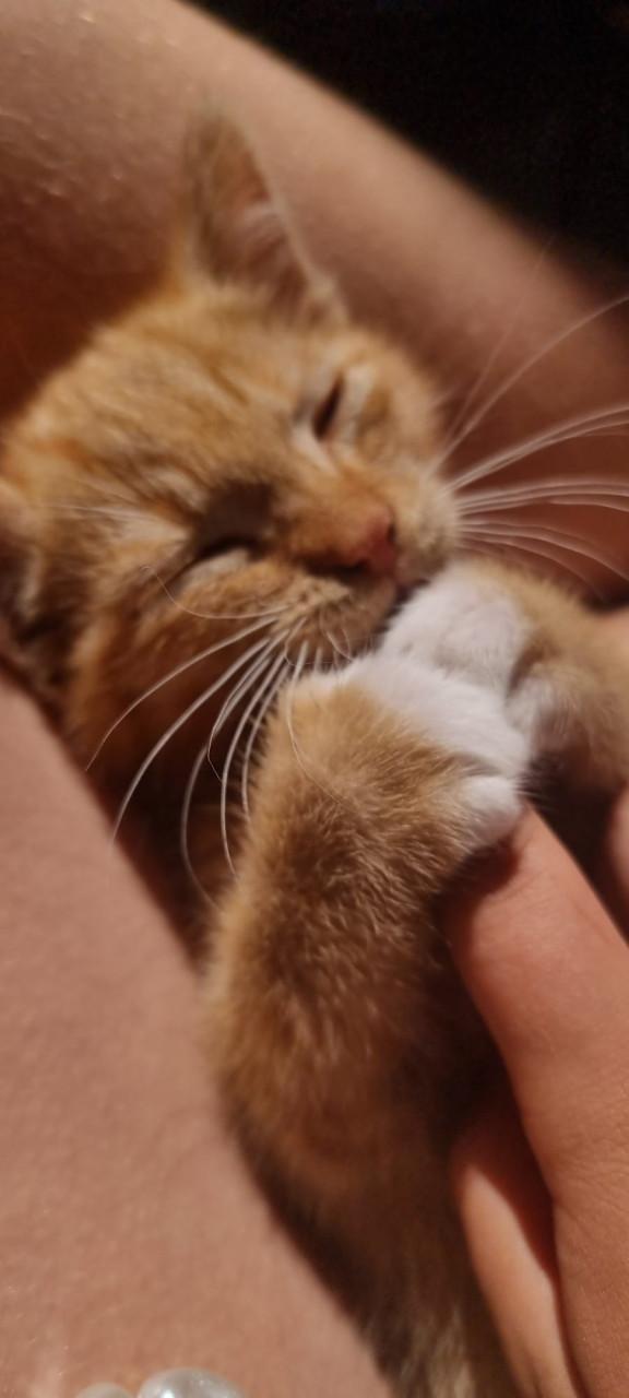 Kitten