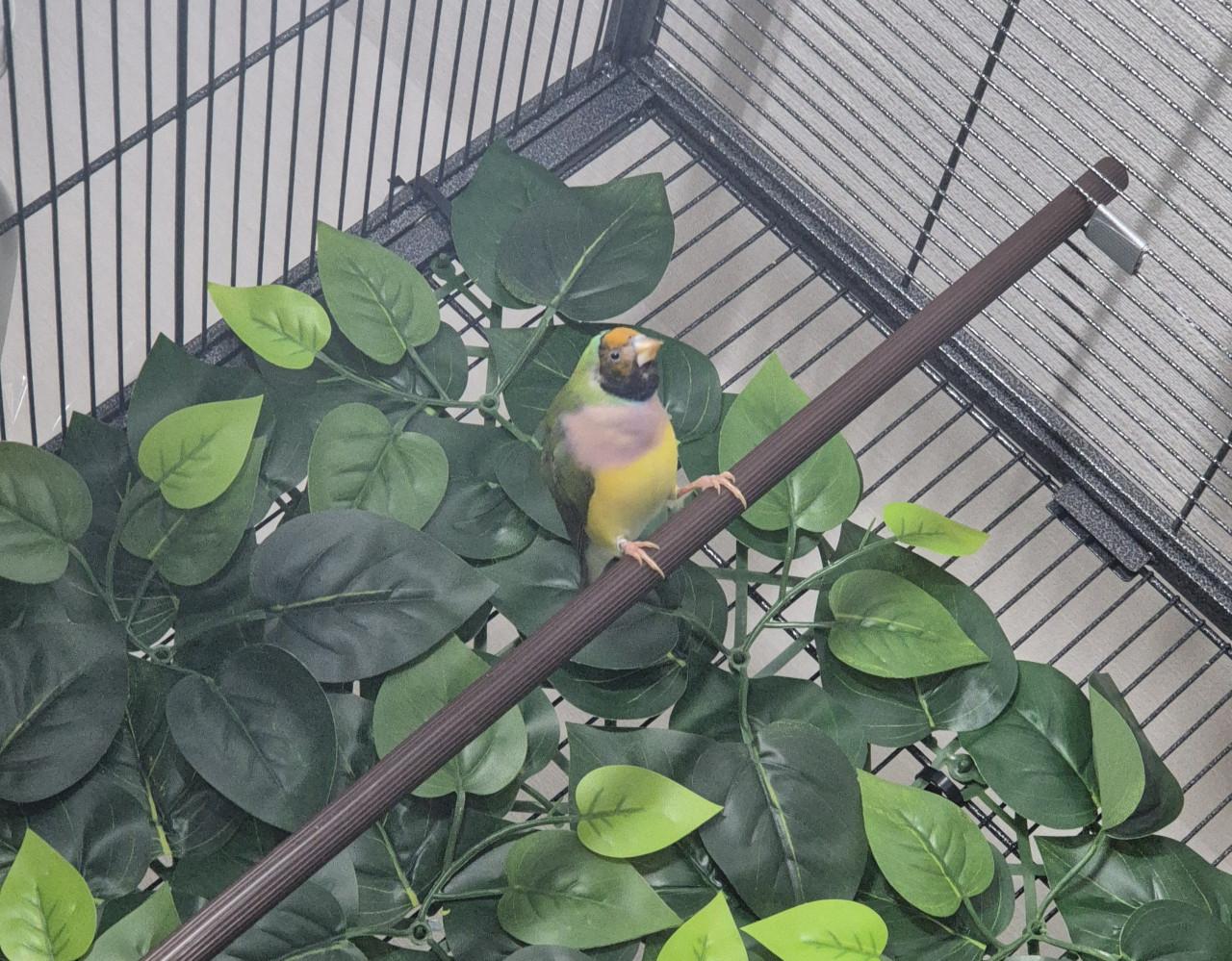 Goed tehuis gezocht voor Gouldamadine pop.