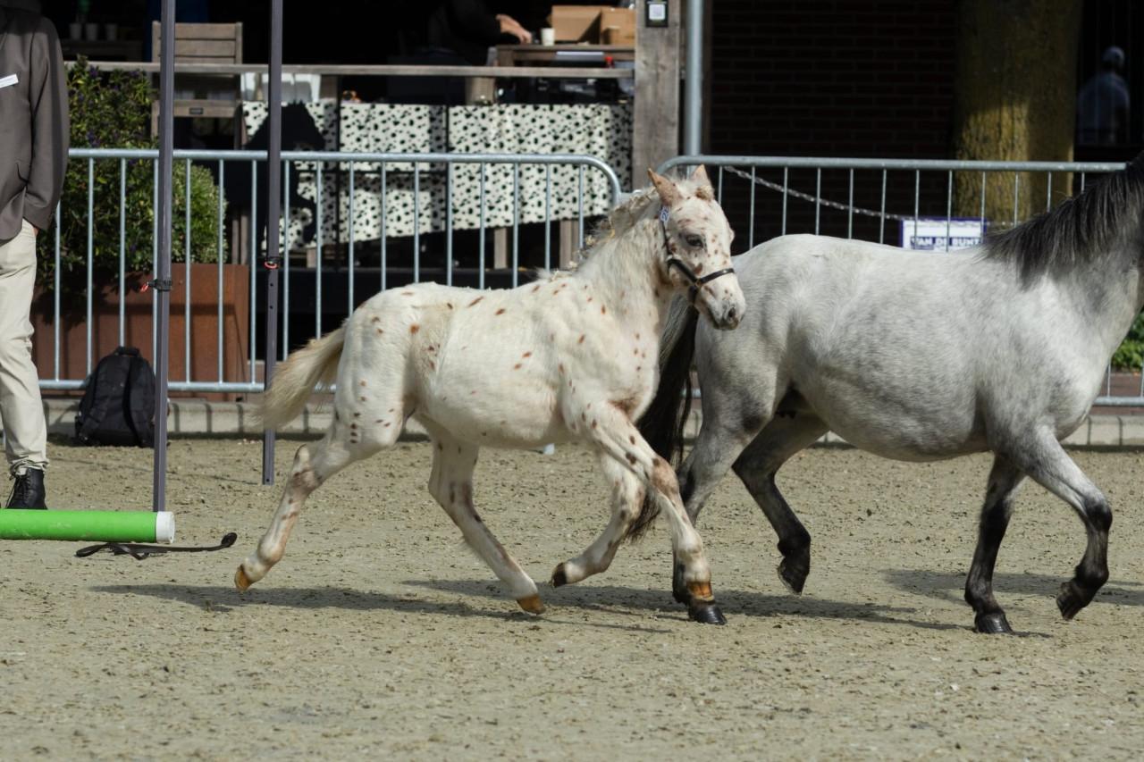 Diversen panterbonte appaloosa hengstveulens