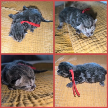 4 mooie katers beschikbaar