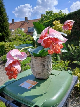 MEDINILLA plant