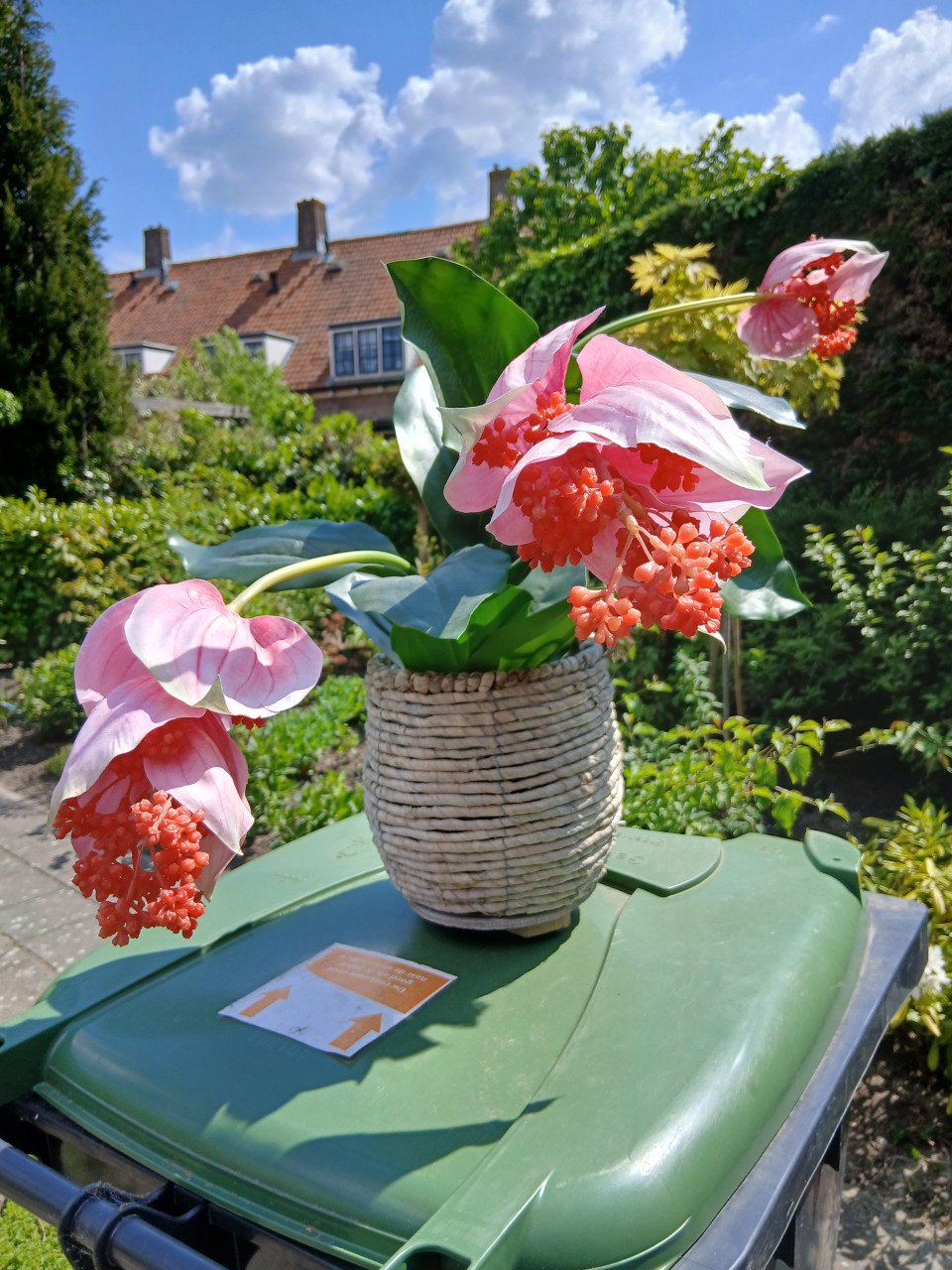 MEDINILLA plant