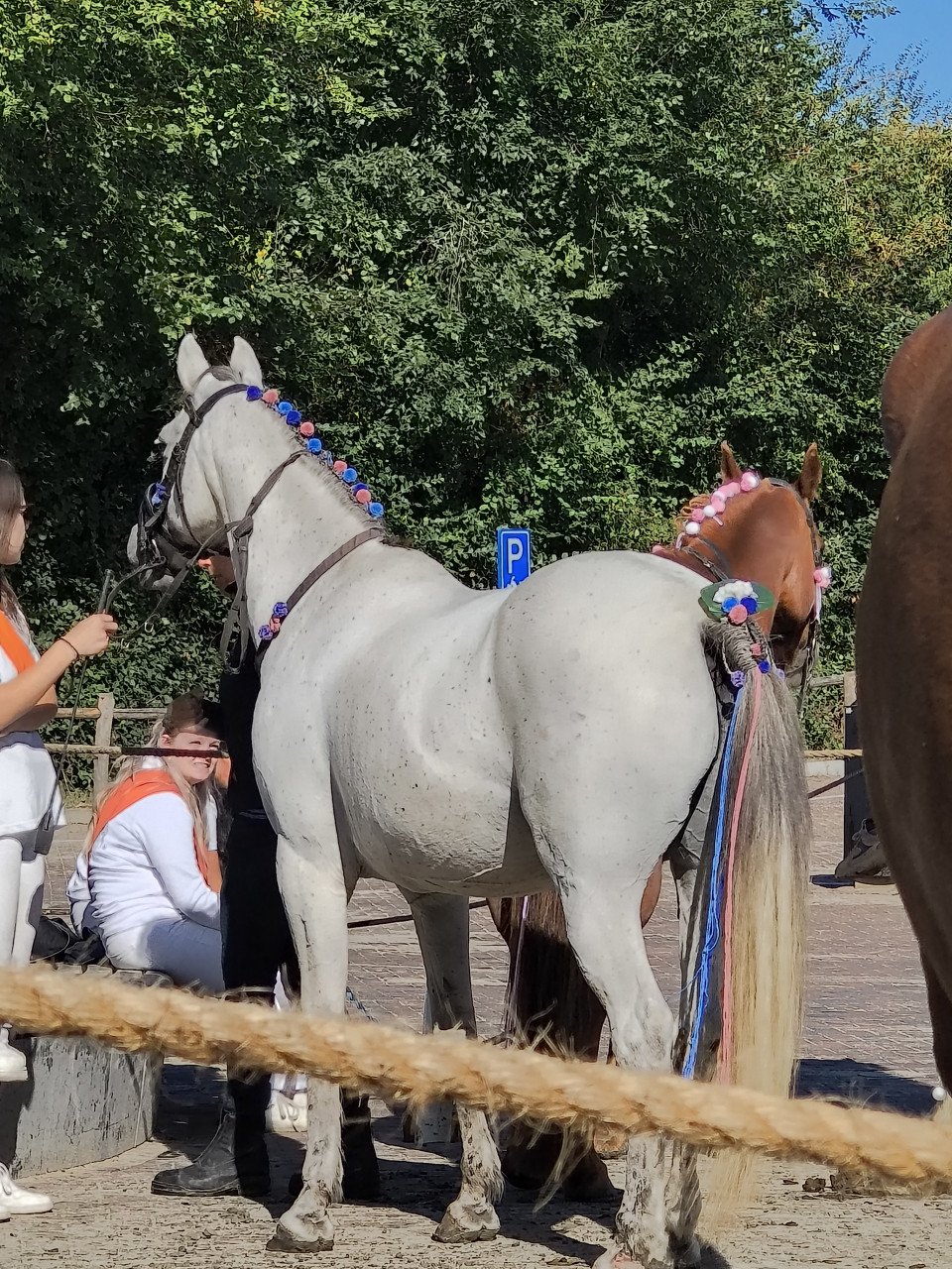 Pony