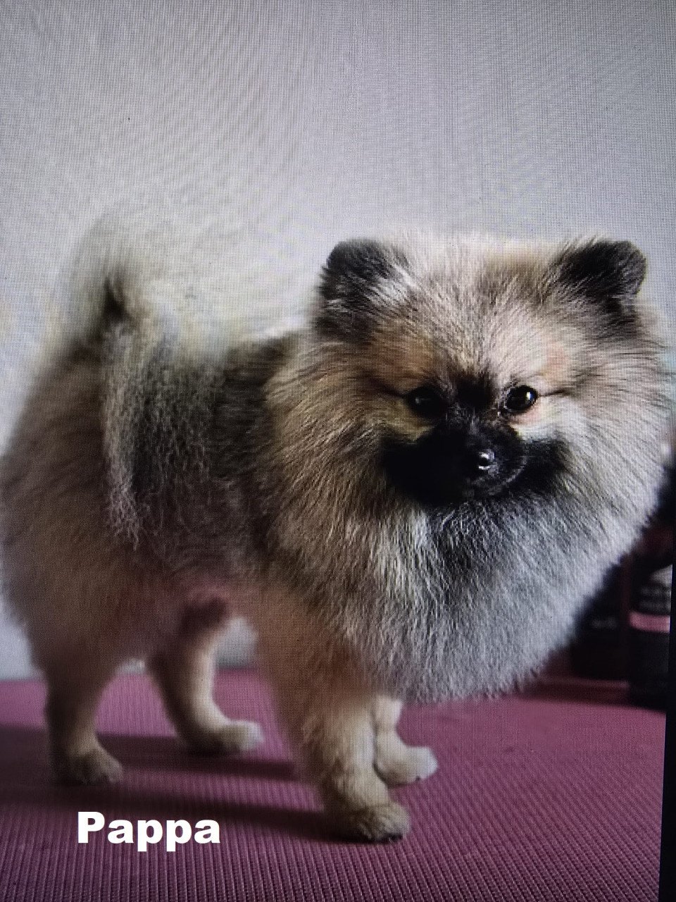 Dwergkeeshond (pomeriaan)puppy