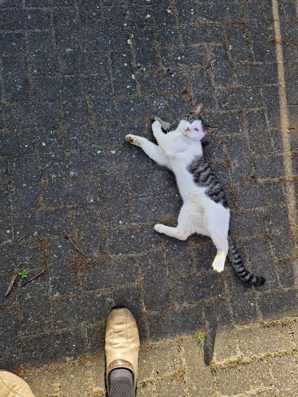 Vermist Mickey onze kater  wie heeft hem gezien .?