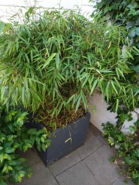 Bamboe in pot