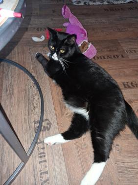 Poes gesteriliseerd