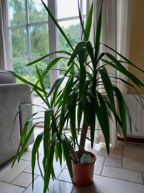 Yucca,  grote kamerplant