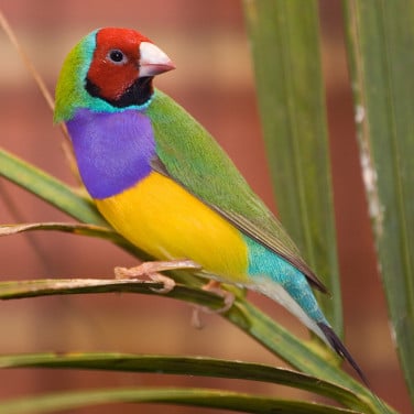 Vogels