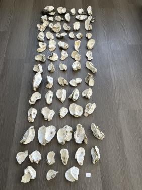 Partij oesterschelpen