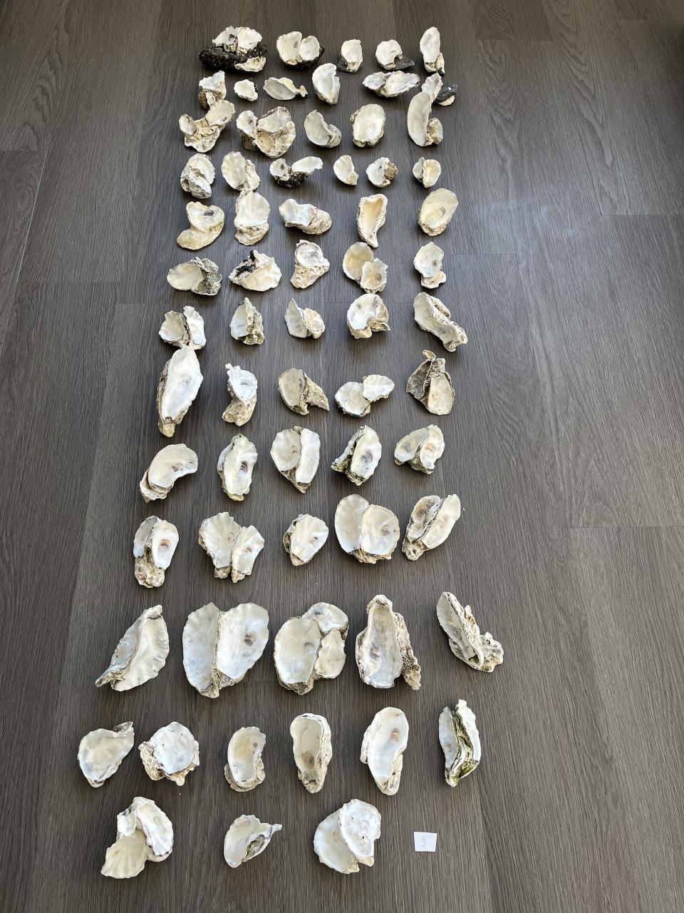 Partij oesterschelpen